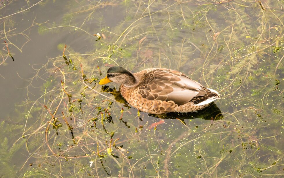 Aquatic Vegetation Report Part II Lake Maxinkuckee Environmental Fund