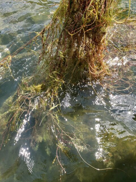 Combatting Eurasian Watermilfoil | Lake Maxinkuckee Environmental Fund