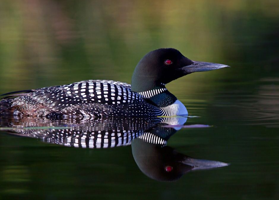 Nature Speaks in the Call of the Loon